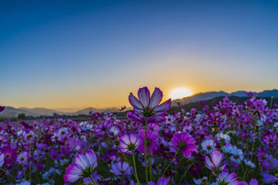 Nara prefecture kashihara city fujiwara palace cosmos field