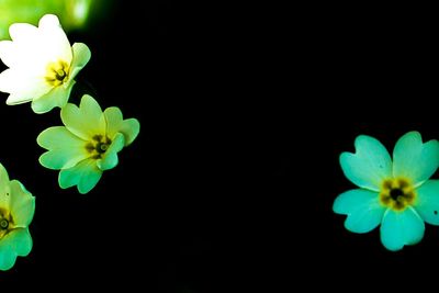 Close-up of white flower blooming against black background