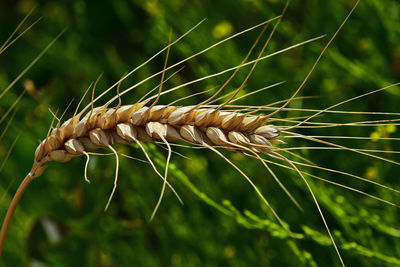 Close-up of plant against blurred background