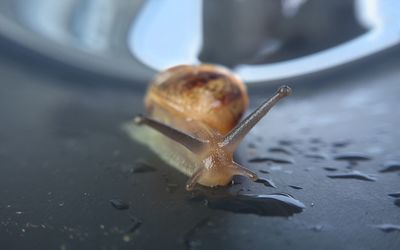 Close-up of snail