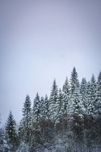 Snow covered trees in forest against sky