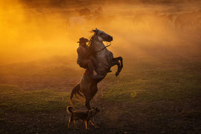 View of horse running on field during sunset