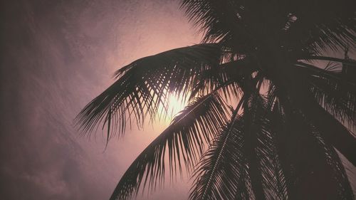 Low angle view of silhouette palm tree against the sky