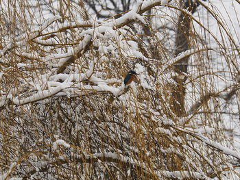 Low angle view of snow covered tree