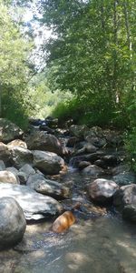 Stream flowing through rocks in forest