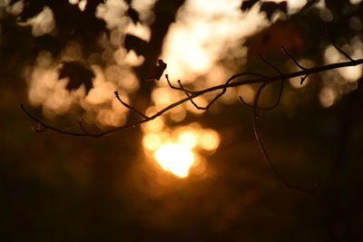 Close-up of silhouette branches against sunset sky