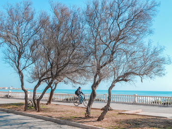 Bare tree by sea against clear sky