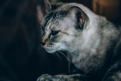 Close-up of a cat looking away