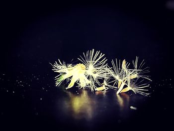 Close-up of flowers against black background