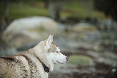 Close-up of siberian husky