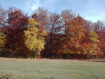 Trees on field during autumn