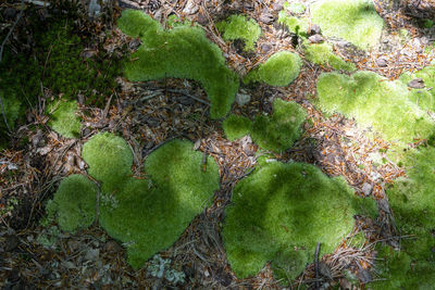 Full frame shot of leaves covered with moss