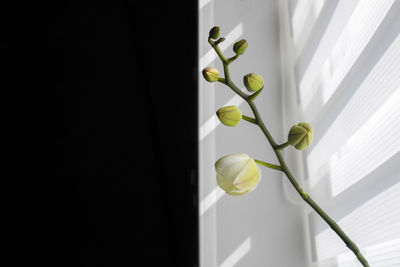 Close-up of white flowering plant against wall