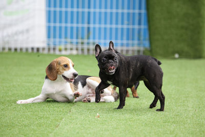 Two dogs on field
