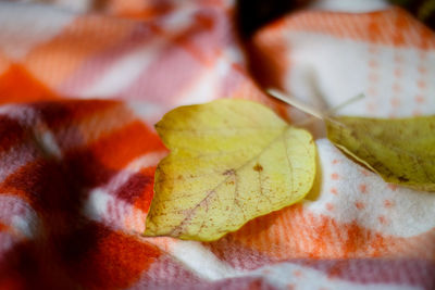 Close-up of fruits on leaves during autumn