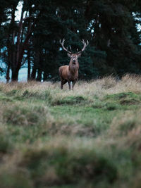 Reindeer standing on field in forest