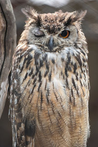 Portrait of owl perching on a tree