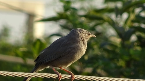 Close-up of bird perching on tree