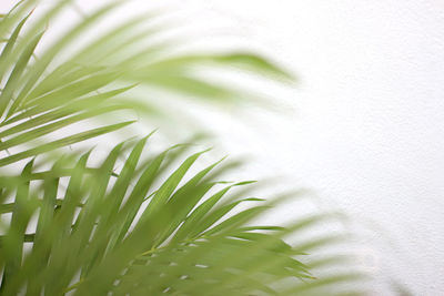 Green tropical palm leaf with shadow on white wall