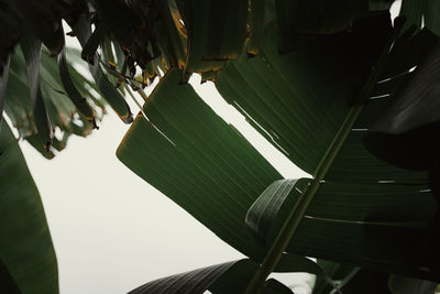 Low angle view of leaves against sky