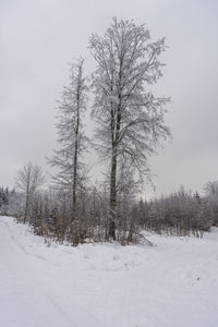 Trees on snow covered field against sky