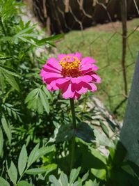 Close-up of pink flower blooming in park