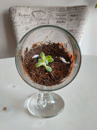 High angle view of potted plant on table