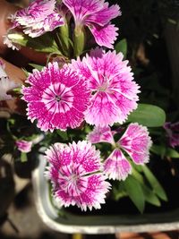 Close-up of pink flowers blooming outdoors