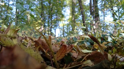 Close-up of leaves in forest