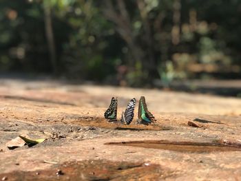 Close-up of lizard on wood