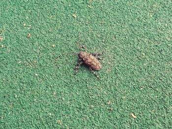 High angle view of lizard on field