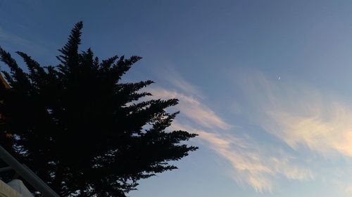 Low angle view of silhouette tree against sky