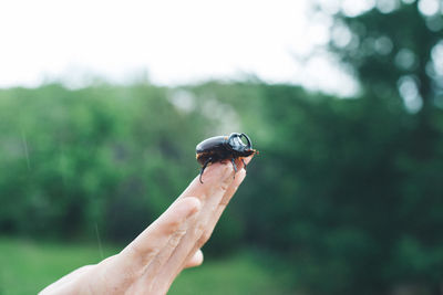 Close-up of hand holding insect