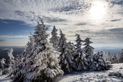 Snow covered plants against sky