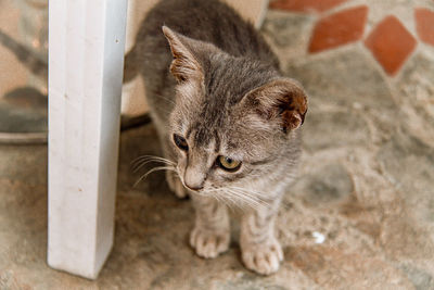 High angle view of cat