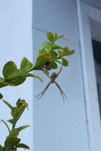 Close-up of ivy on plant