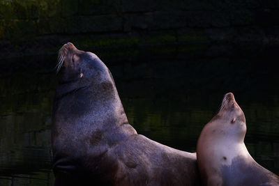 Close-up of two horses in zoo