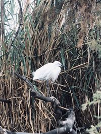 High angle view of bird perching on nest