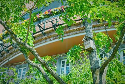 Low angle view of birdhouse on tree trunk against apartment building