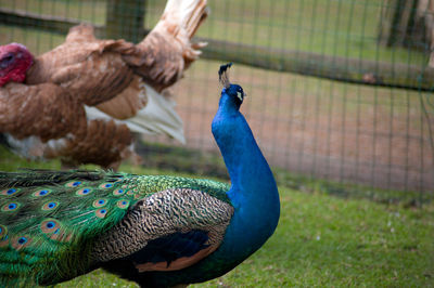 Close-up of peacock on field