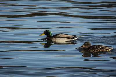 Ducks swimming in water