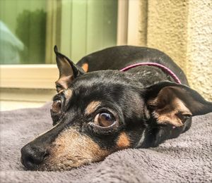 Close-up of a dog looking away