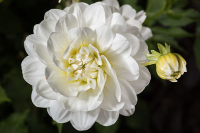 Close-up of white flowers blooming outdoors