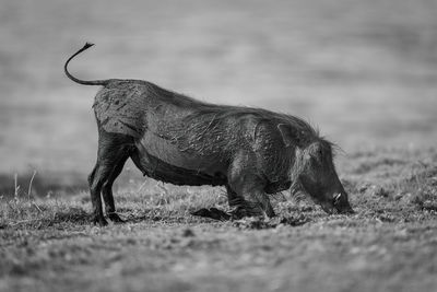 Mono female common warthog kneels to eat