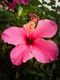 Close-up of pink hibiscus blooming outdoors