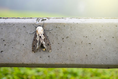 Close-up of spider on metal wall