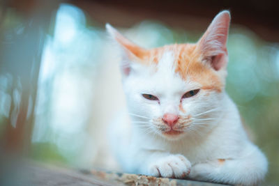 Close-up of white cat