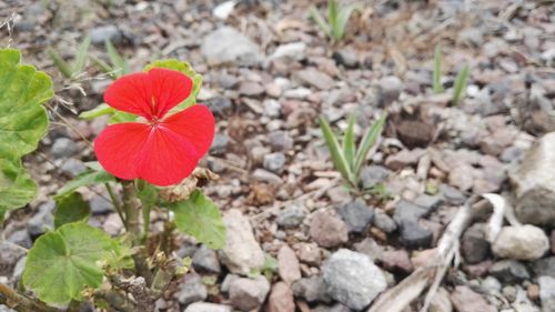 Close-up of red flower