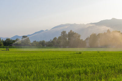 Scenic view of rice field against clear sky