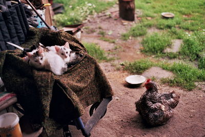 Kittens and chicken at barn